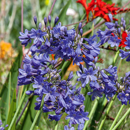 Agapanthus 'Blue'