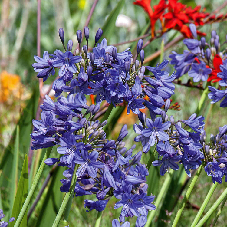 Agapanthus 'Blue'