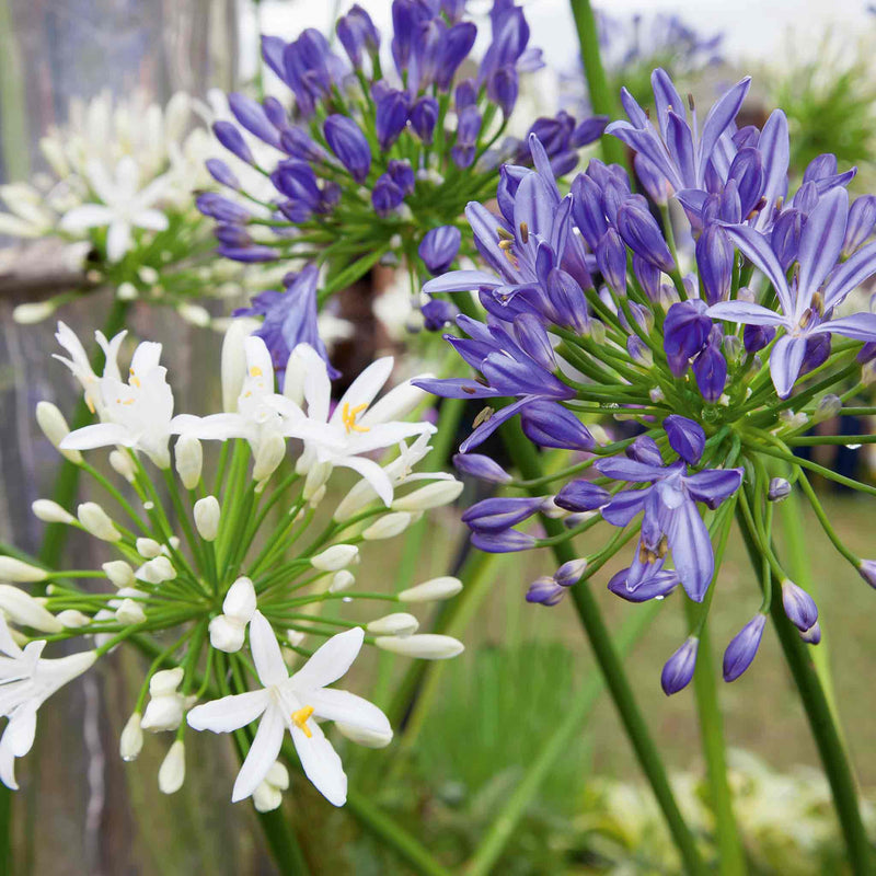 Agapanthus Bare Root 'Blue and White' Mix