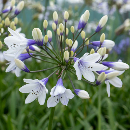 Agapanthus 'Twister'