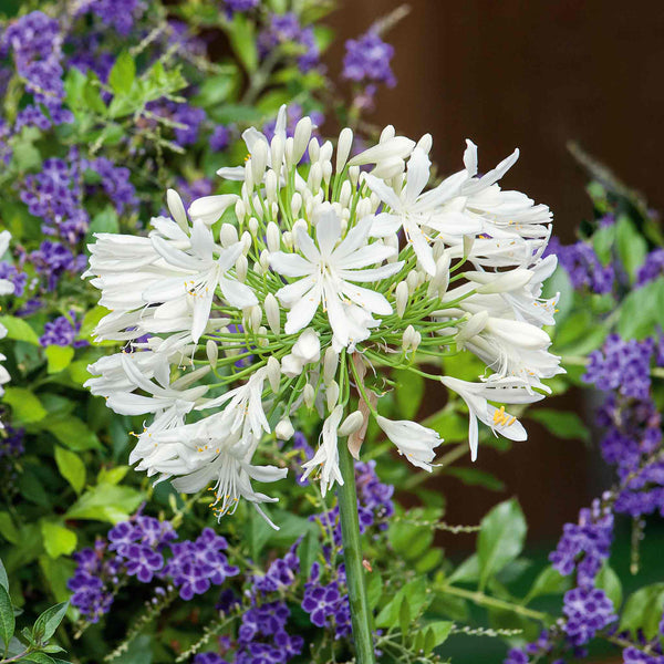 Agapanthus 'White'