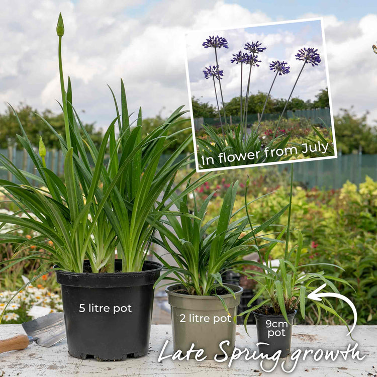 Agapanthus 'Twister'