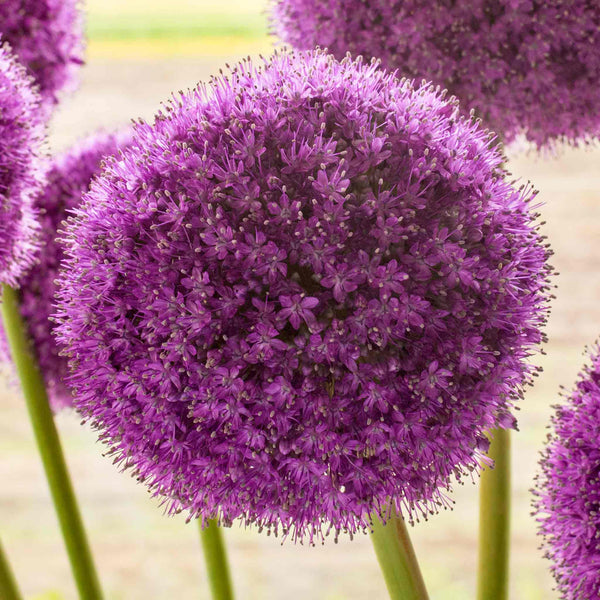 Allium 'Giganteum'