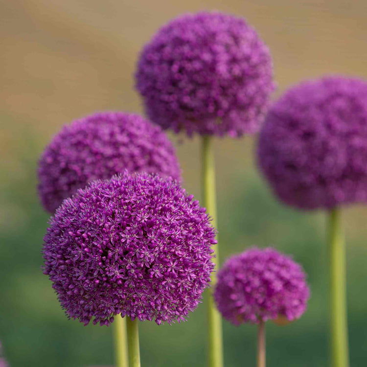 Allium 'Giganteum'