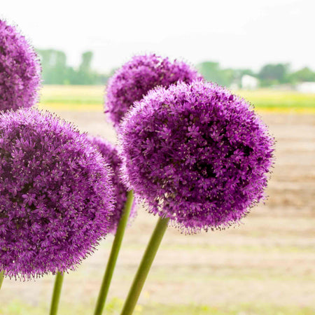 Allium 'Giganteum'