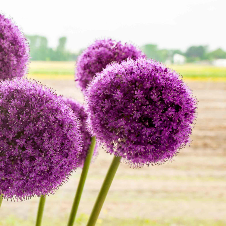 Allium 'Giganteum'