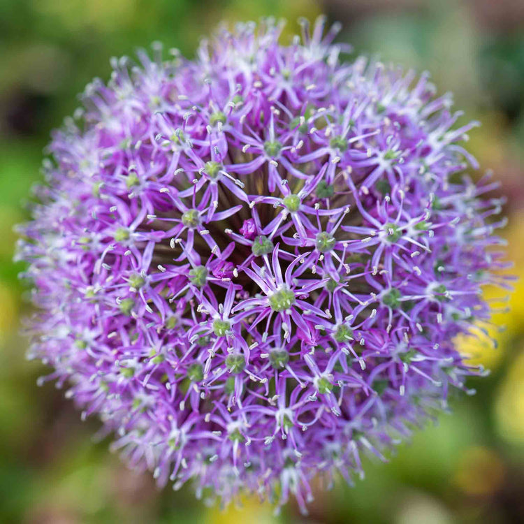 Allium 'Globemaster'