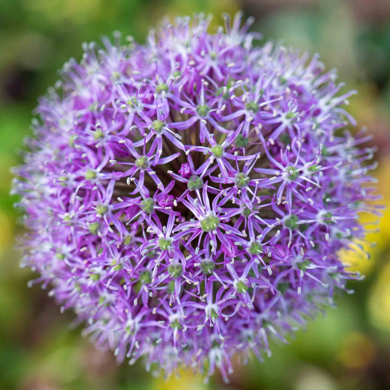 Allium 'Globemaster'
