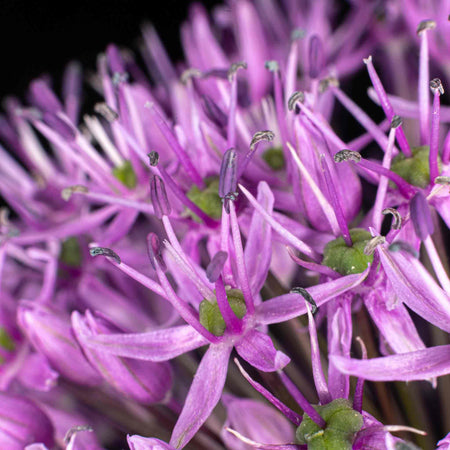 Allium 'Globemaster'