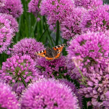 Allium 'Millennium'