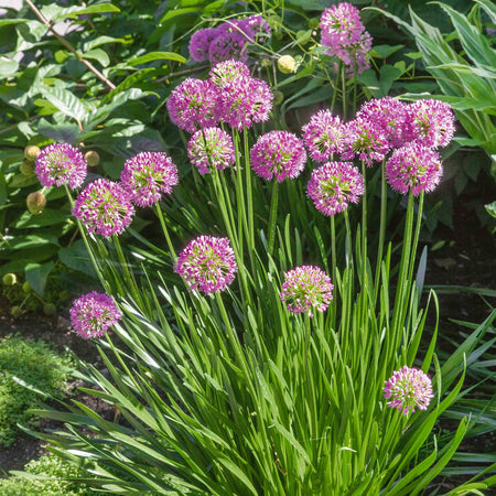 Allium 'Millennium'