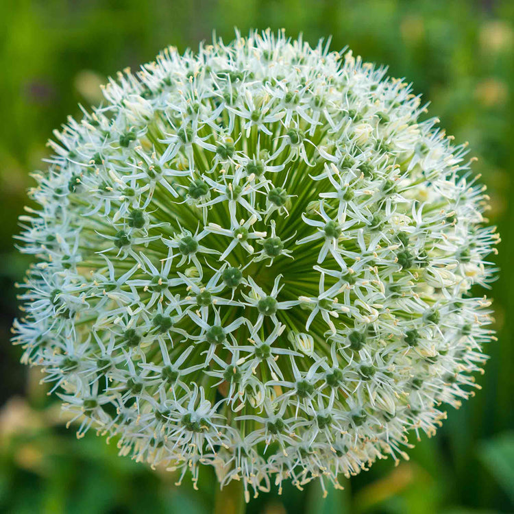 Allium 'Mount Everest'