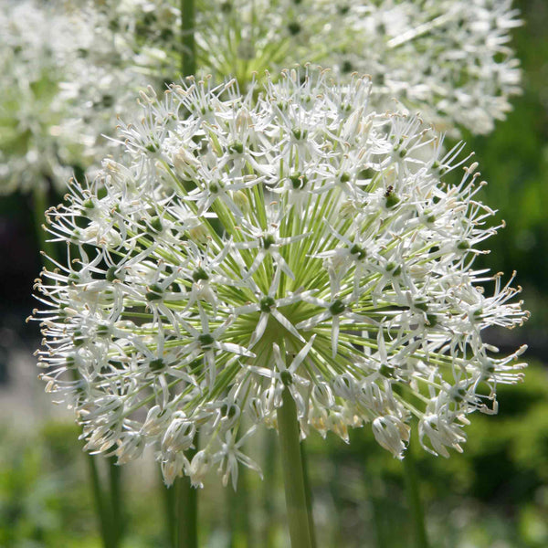 Allium 'Mount Everest'