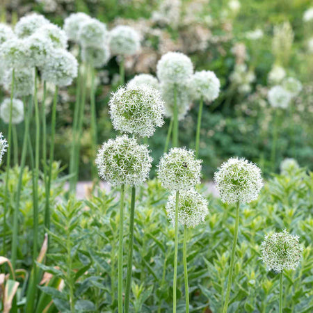 Marshalls 'Ultimate Allium'  Collection