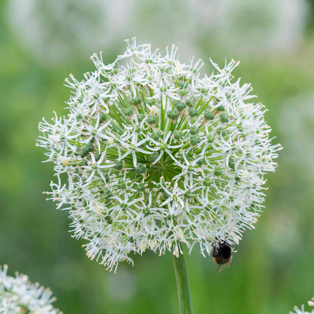 Allium 'Mount Everest'