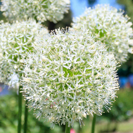 Allium 'Mount Everest'