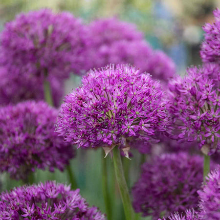 Allium 'Purple Sensation'