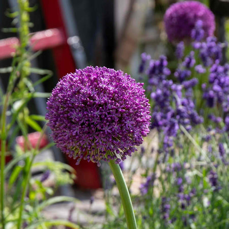 Marshalls 'Ultimate Allium'  Collection