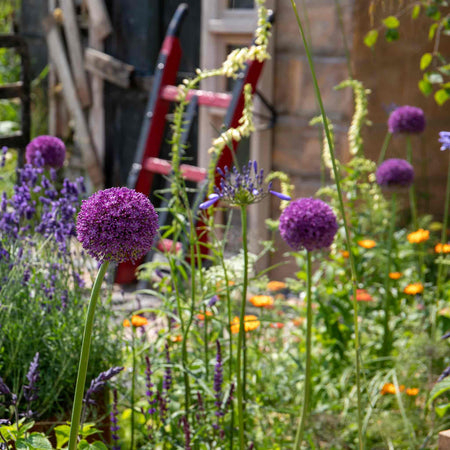 Allium 'Purple Sensation'
