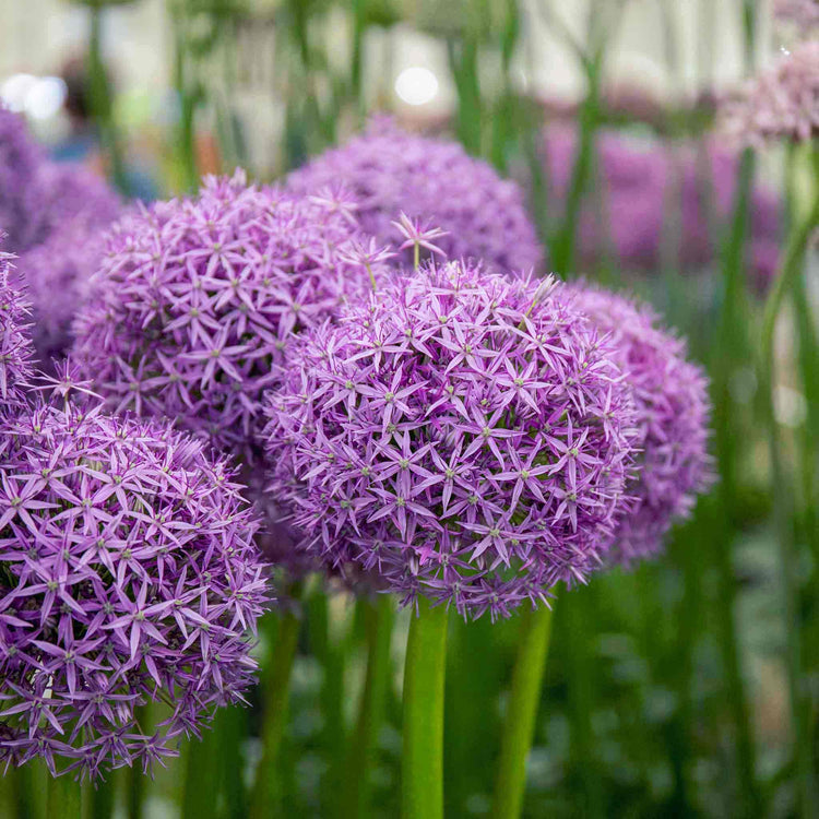 Allium 'Globemaster'