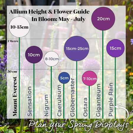 Allium 'Mount Everest'