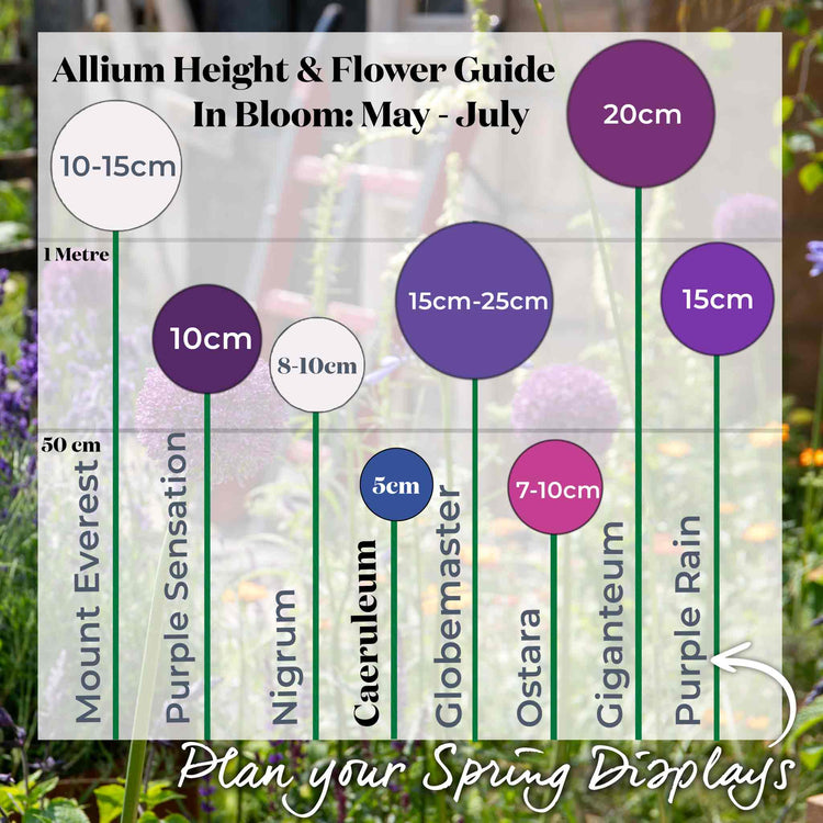 Allium 'Caeruleum'