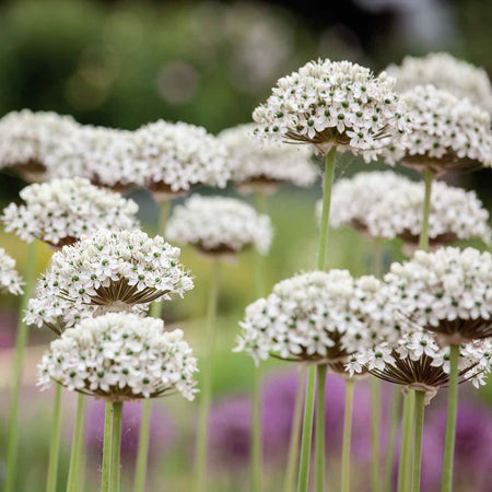 Marshalls 'Ultimate Allium'  Collection