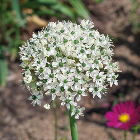 Marshalls 'Ultimate Allium'  Collection