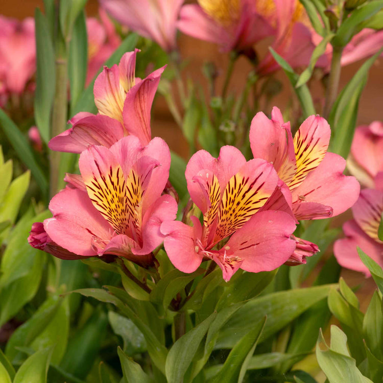 Alstroemeria Collection