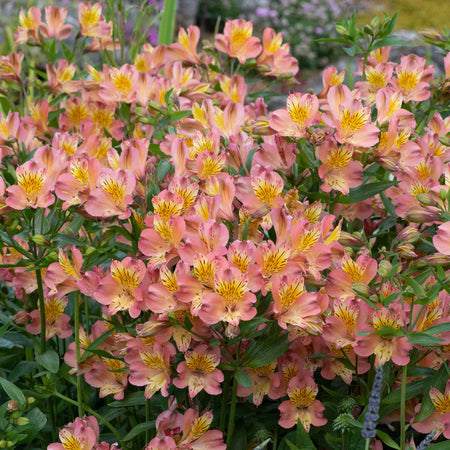 Alstroemeria Collection
