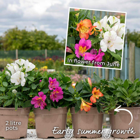 Alstroemeria 'Inticancha Bryce'