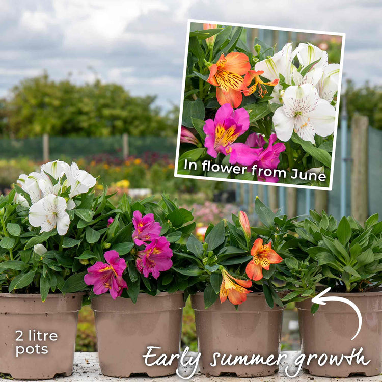 Alstroemeria 'Inticancha Bryce'