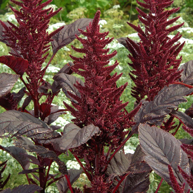 Amarathus Seeds 'Velvet Curtains'