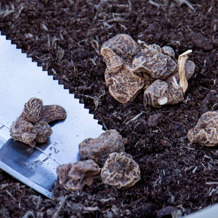 Anemone 'Blanda Mixed'
