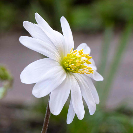 Anemone 'Blanda Mixed'