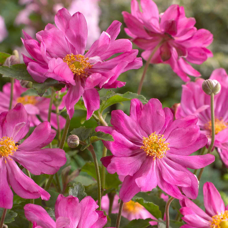 Anemone 'Prinze Heinrich'