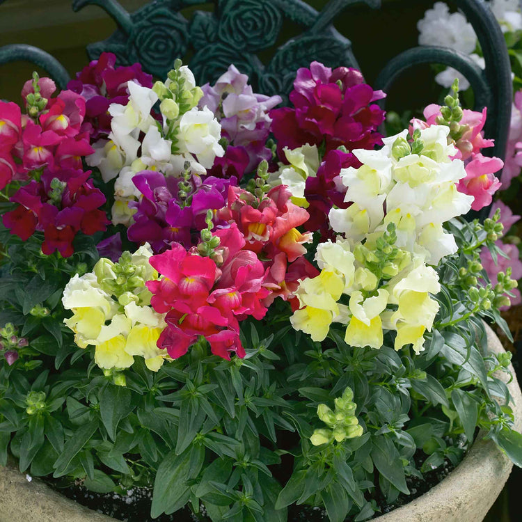 Antirrhinum 'Snapshot Mix'