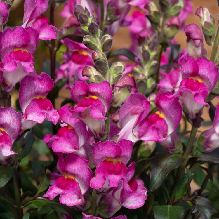 Antirrhinum Collection