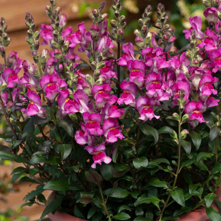 Antirrhinum Collection