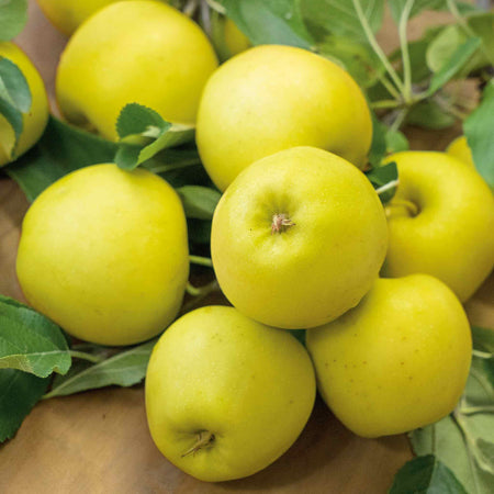 Patio Apple 'Golden Delicious'