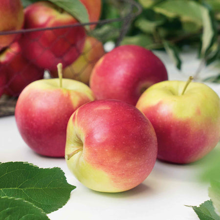 Apple 'Jonagold'