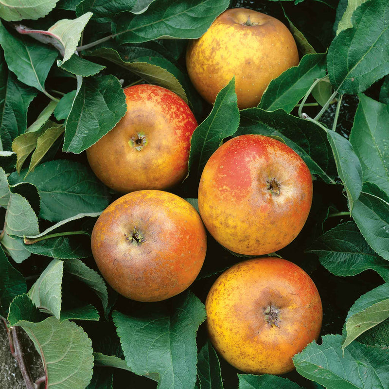 Apple 'Egremont Russet'