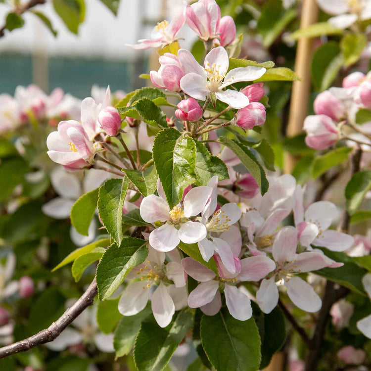 Patio Apple 'Cox’s Orange Pippin'