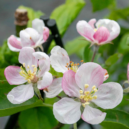 Apple 'Red Falstaff'