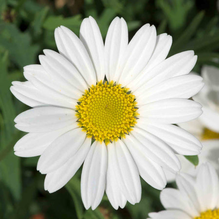 Argyranthemum Collection