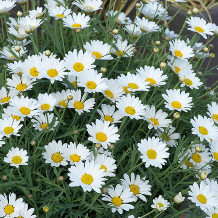 Argyranthemum Collection