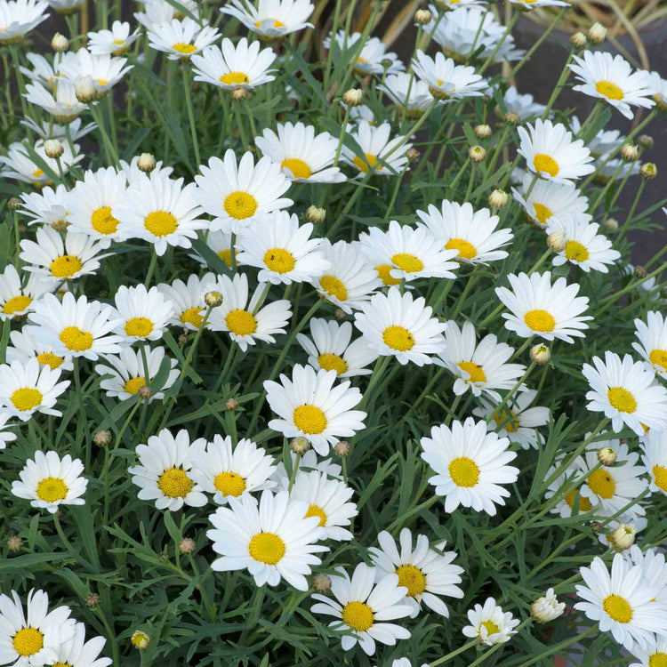 Argyranthemum Collection
