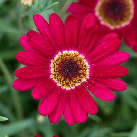 Argyranthemum Collection