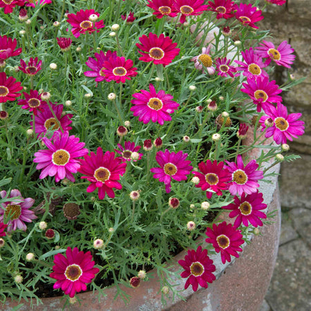 Argyranthemum Collection