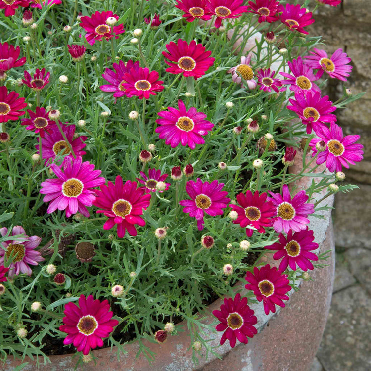 Argyranthemum Collection